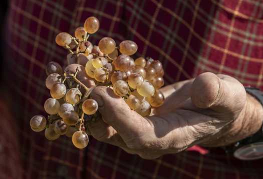 grappe de raisin dans les mains de Jérôme Gradassi