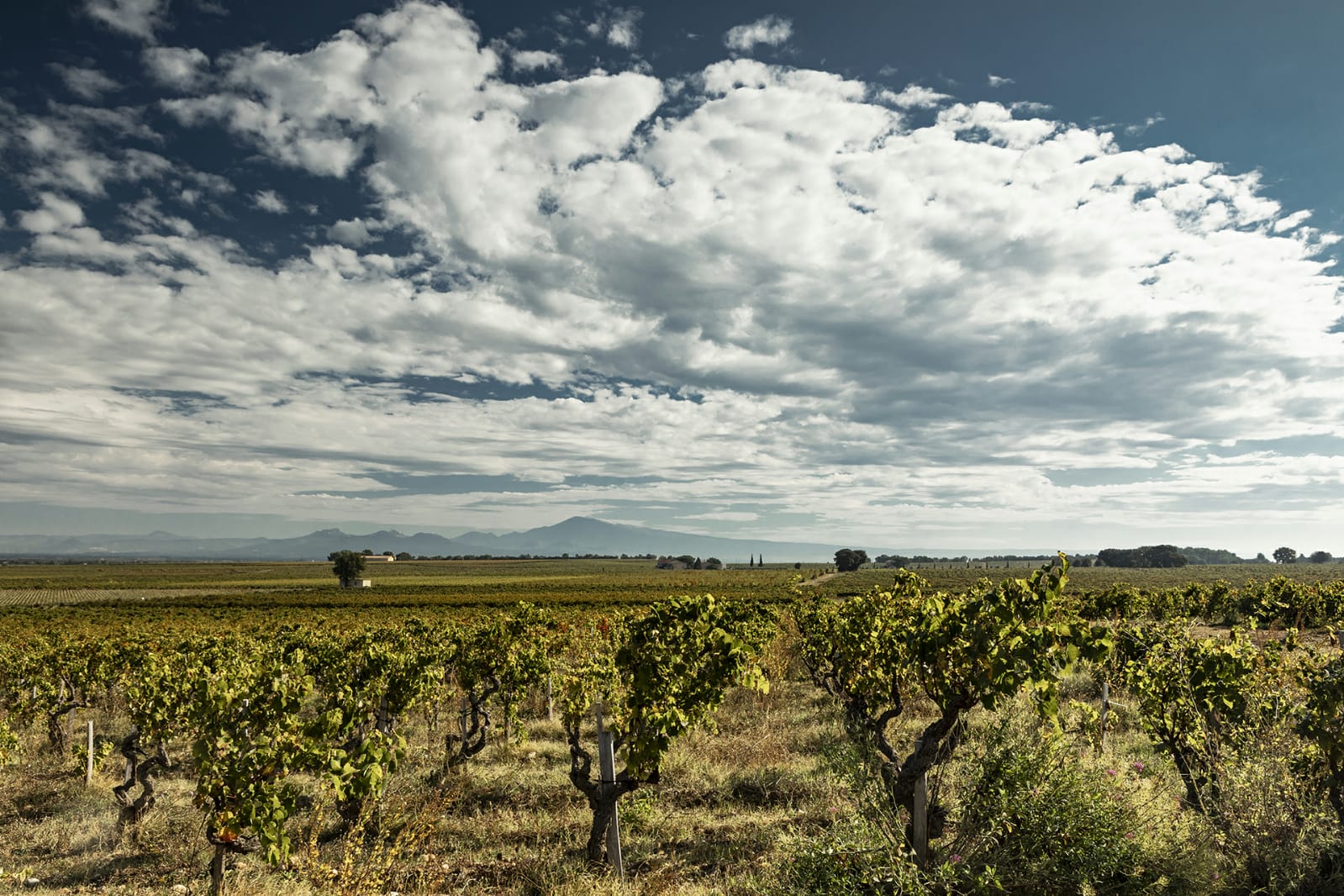 Terre appartenant à Jérôme Gradassi