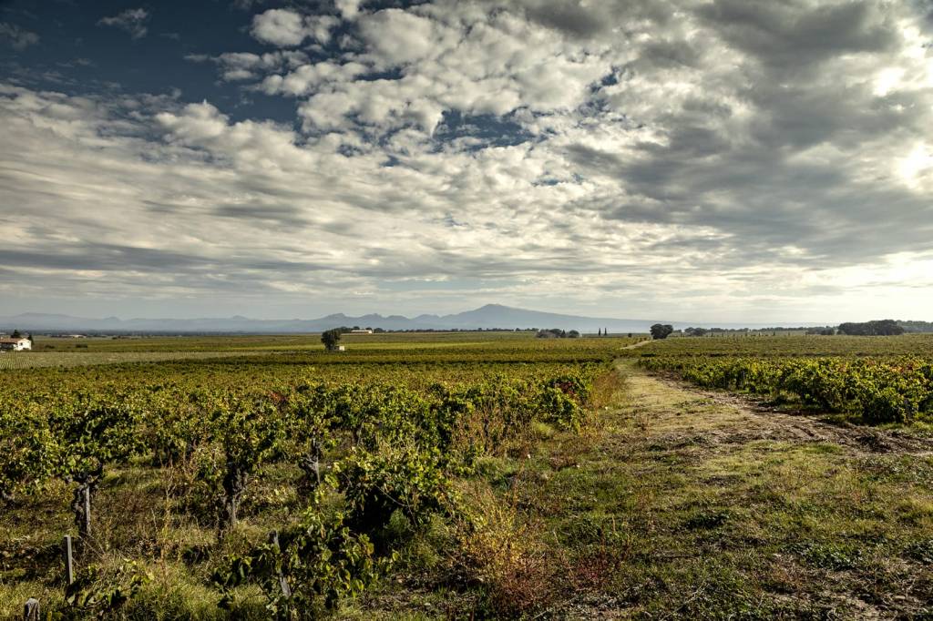 Vignoble de Châteauneuf-du-Pape