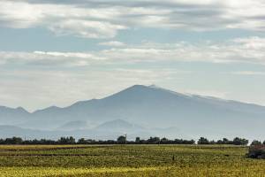 Vignoble AOC à Châteauneuf-du-Pape
